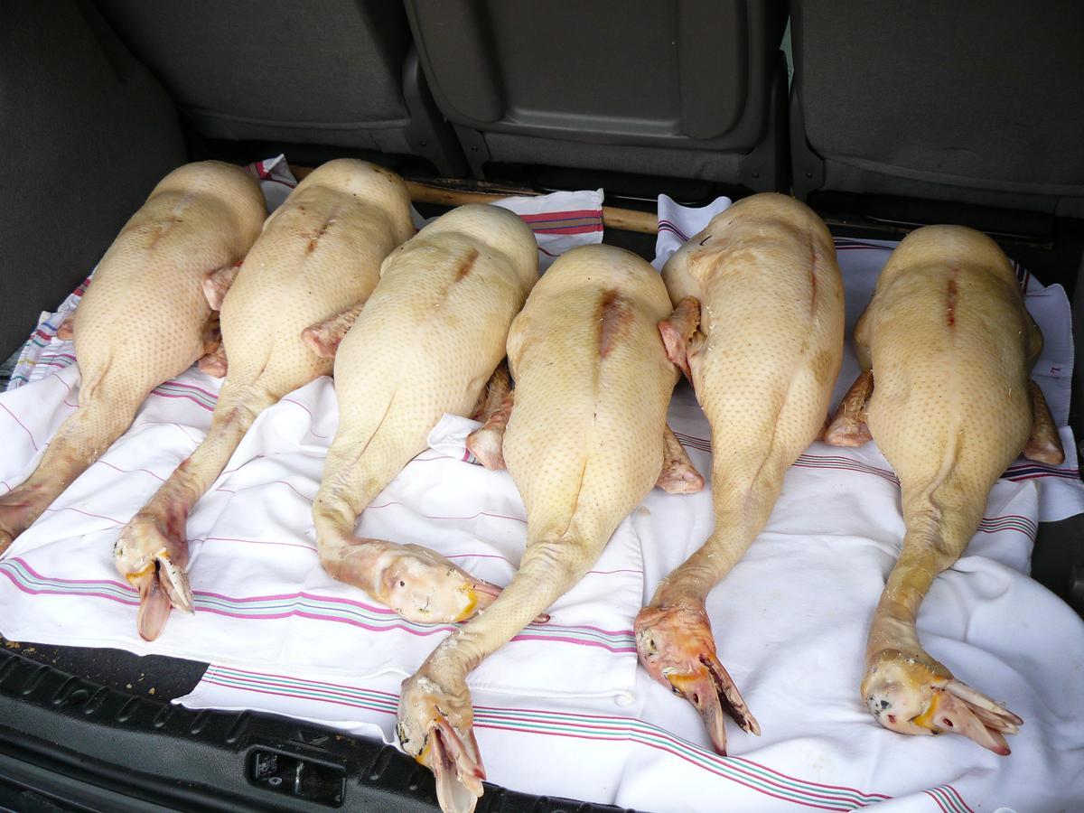 Gite Au Bouzigues Monlaur-Bernet Exteriör bild